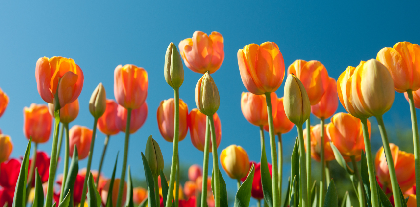Orange and yellow tulips against a blue sky.