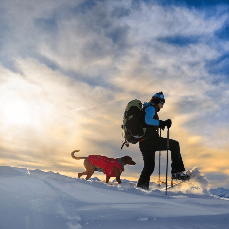 adult with snowshoes, and dog