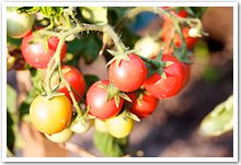 Closeup of a tomato plant.